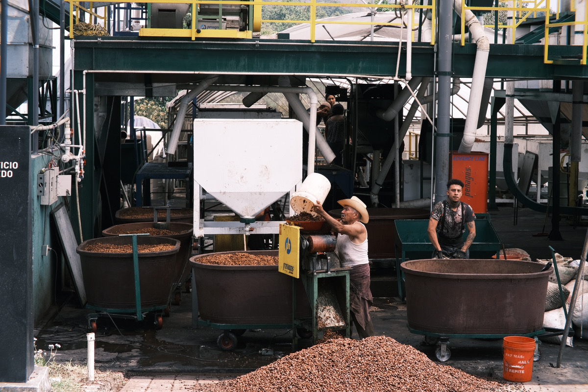 世界のコーヒー農園 – TUESTE – メキシコ 2023編 vol.5