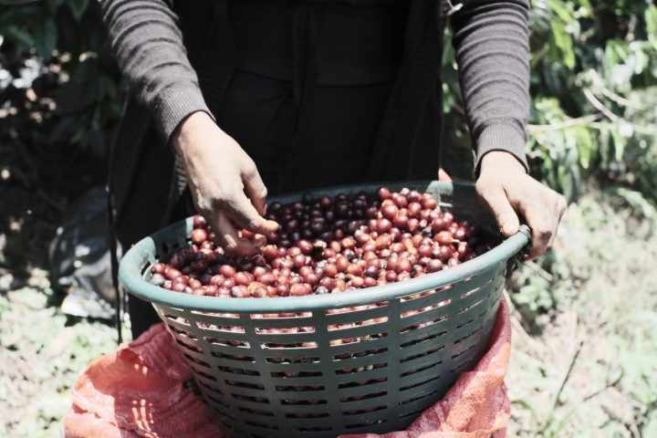 豊かな土壌、気候で育まれたコーヒーチェリー